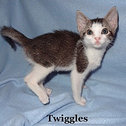 Thumbnail photo of Twiggles #1