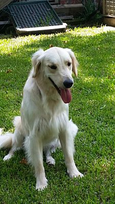 Ladson Sc Golden Retriever Meet Lindi A Pet For Adoption