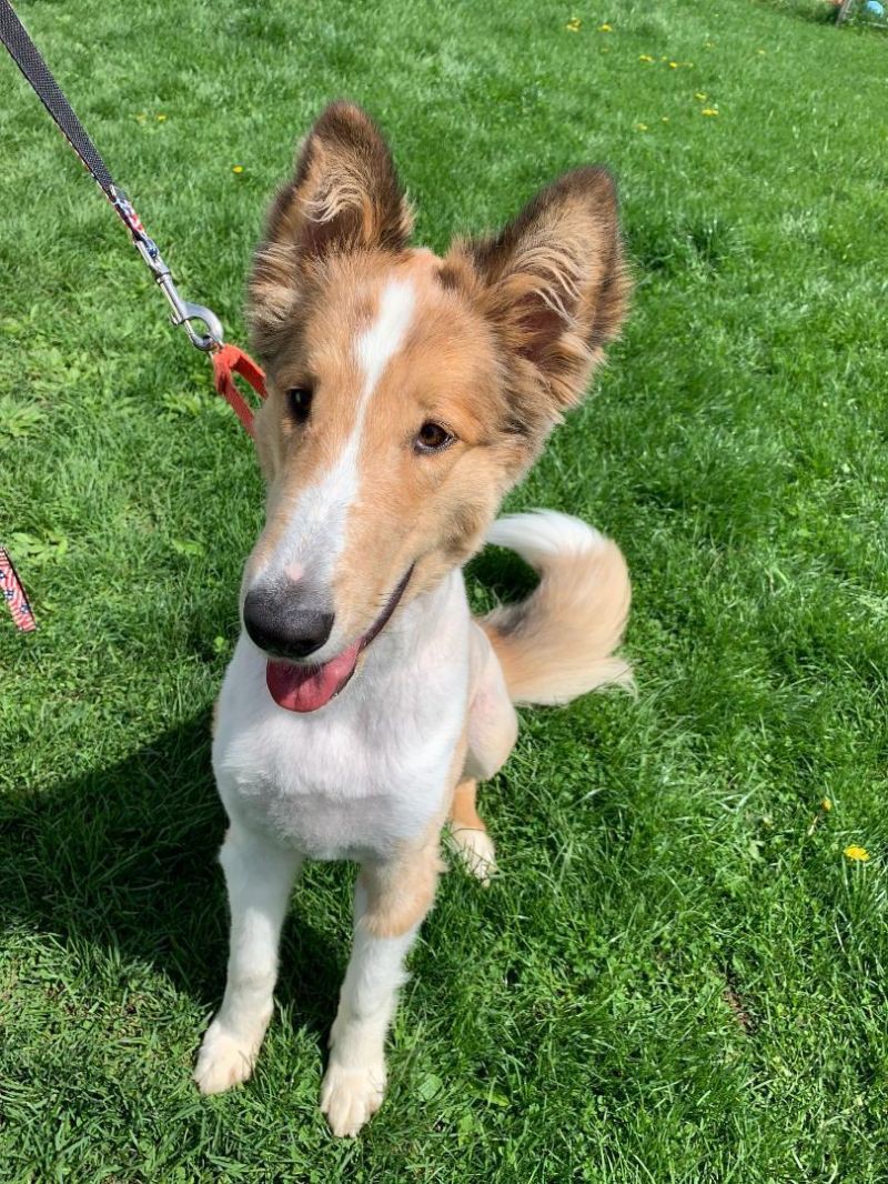 New Milford Ct Collie Meet Ghillie A Pet For Adoption