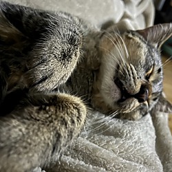 Thumbnail photo of Sidney* Lap CAT!!! ** #1