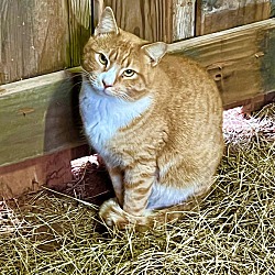Thumbnail photo of Barn cat/Mouser #4