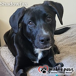 Thumbnail photo of Shadowfax #3