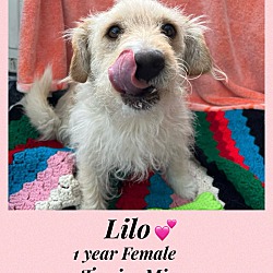 Photo of LILO- 1 YEAR FEMALE TERRIER MI