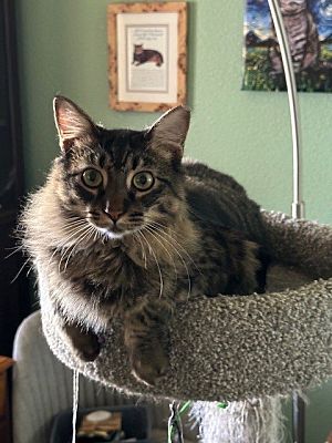 Phoenix, AZ - Maine Coon. Meet Coca Cola a Pet for Adoption - AdoptaPet.com