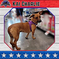 Thumbnail photo of Kai Charlie #1