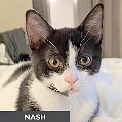 Thumbnail photo of Nash #1