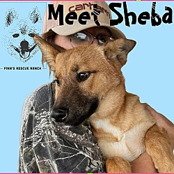 Thumbnail photo of Shiba #1