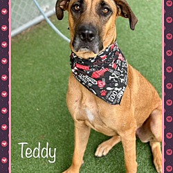 Thumbnail photo of TEDDY #4