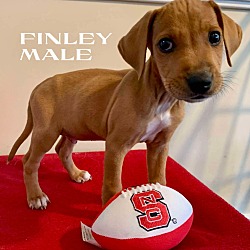 Thumbnail photo of Finley Wolfpack #1