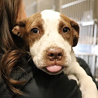 adopt a pet