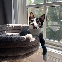 adopt a pet