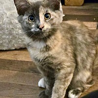 adopt-pet