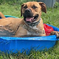 adopt a pet