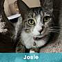 JOSIE - Domestic Shorthair available for adoption