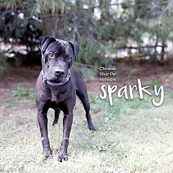 Thumbnail photo of Sparky - pending #2
