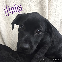 Thumbnail photo of Minka #2