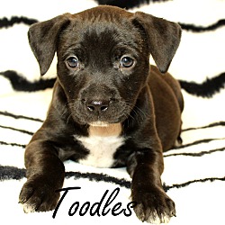 Thumbnail photo of Toodles~adopted! #2