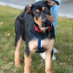 Thumbnail photo of Hickory #1