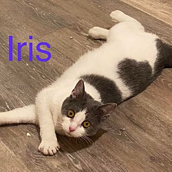 Photo of Iris