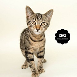 Thumbnail photo of TAIKA #2