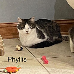 Thumbnail photo of PHYLLIS #2