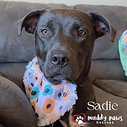 Photo of Sadie (Courtesy Post)