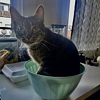 adopt a pet