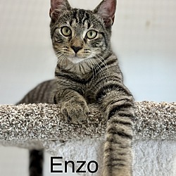 Thumbnail photo of Enzo "EJ" #2
