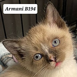 Photo of Armani B194