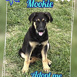 Thumbnail photo of Mookie #1