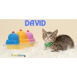 Thumbnail photo of David #1
