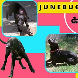 Photo of JuneBug (Puppy)