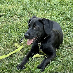 Thumbnail photo of BONNY  21 POUND PUPPY   FOSTERED IN NEW JERSEY #3