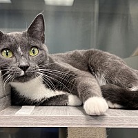 adopt a pet