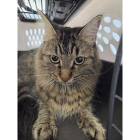 adopt-pet