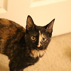 Thumbnail photo of Pebbles *FOSTER NEEDED* #4