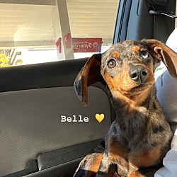 Photo of Belle