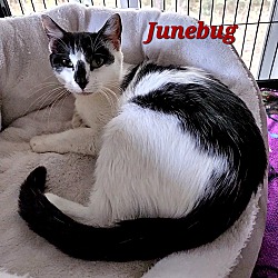 Thumbnail photo of Junebug #3
