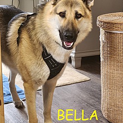 Thumbnail photo of BELLA #1