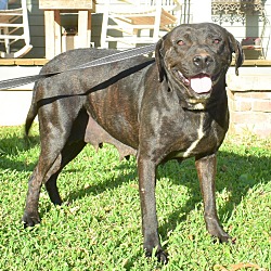 Thumbnail photo of Daffodil (adoption fee reduced due to length of time at rescue) #2