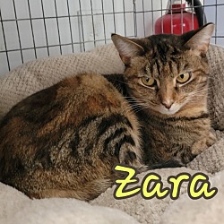 Thumbnail photo of Zara #2