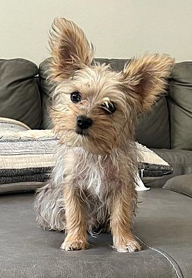 Thousand Oaks, CA - Yorkie, Yorkshire Terrier. Meet Pooh a Pet for ...