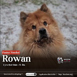 Photo of Rowan