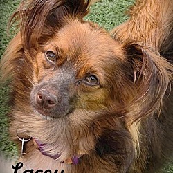 Thumbnail photo of Lacey #1