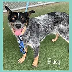 Thumbnail photo of BLUEY #4