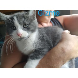 Thumbnail photo of Gizmo #1