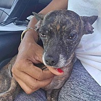 adopt a pet