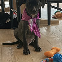 adopt a pet