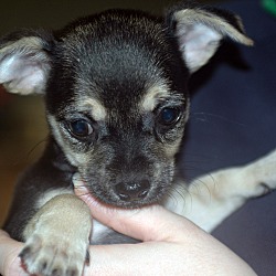 Thumbnail photo of Yarrow - Dahlia Pup #1