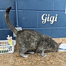 Thumbnail photo of Gigi #2